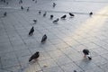 Pigeons in street, old san juan puerto rico Royalty Free Stock Photo