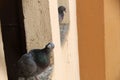 Pigeons taking shelter in Mumbai rains