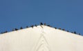 Pigeons on a tent roof Royalty Free Stock Photo