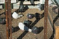 Pigeons on the their dovecote