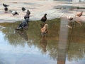 The pigeons in the town square after the rain