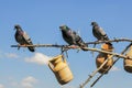Pigeons in a relaxing moment Royalty Free Stock Photo