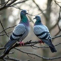 Pigeons on a tree branch. Royalty Free Stock Photo
