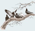 The pigeons on the tree branch in the spring day Royalty Free Stock Photo