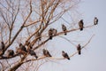 Pigeons on tree branches in spring