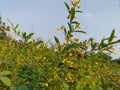 This is a pigeons tree and there are some flowers on the green tree, in the village of Ambegaon maharashtra india