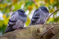 Pigeons on a tree Royalty Free Stock Photo