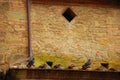 Pigeons on Tuscan Church Royalty Free Stock Photo