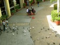 Pigeons, Venice Piazza, McKinley Hill, Taguig, Metro Manila, Philippines