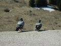 Pigeons