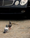 Pigeons Vs. Car