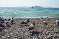 Pigeons walk along the shore on the beach of the Aegean Sea. Royalty Free Stock Photo