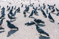 Pigeons walk around a dead bird. A flock of pigeons on the street. Dead pigeon on asphalt