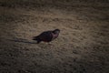 Pigeons are walking along the river bank, color photo, city background.