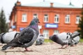 Pigeons walking on city streets Royalty Free Stock Photo