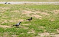 Pigeons walking on the grass, eating food, birds eating insects. Royalty Free Stock Photo