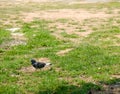 Pigeons walking on the grass, eating food, birds eating insects. Royalty Free Stock Photo