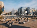 Pigeons warming under sun after bath in Guvenpark, people going to work or doing other activities in Kizilay Square in Ankara,