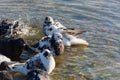 Pigeons water to bathe. A group of multicolored grays. Royalty Free Stock Photo