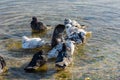 Pigeons water to bathe. A group of multicolored grays. Royalty Free Stock Photo