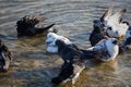 Pigeons water to bathe. A group of multicolored grays. Royalty Free Stock Photo