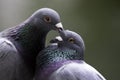 Love birds-Pigeons kissing in the park in Taipei, Taiwan