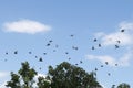 Pigeons were flying in the blue sky. Royalty Free Stock Photo