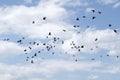 Pigeons were flying in the blue sky. Royalty Free Stock Photo