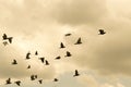 Pigeons were flying in the evening sky. Royalty Free Stock Photo