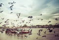 Pigeons were flying at Nonthaburi Pier.Thailand