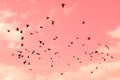 Pigeons were flying in the pink sweet sky.