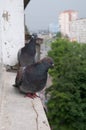 Pigeons on the windowsill Royalty Free Stock Photo