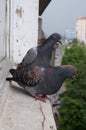 Pigeons on the windowsill Royalty Free Stock Photo