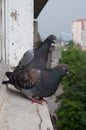 Pigeons on the windowsill Royalty Free Stock Photo