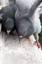 Pigeons on the windowsill Royalty Free Stock Photo