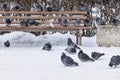 Pigeons in winter park on a bench and snow