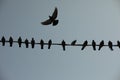 Pigeons on wire. Pigeon flies in sky. Wingspan. Number of birds