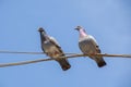 Two pigeons hang on an electric wire blue sky background