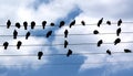 Pigeons on the wire Royalty Free Stock Photo