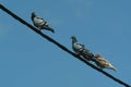 Pigeons in wires