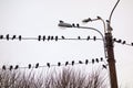 Pigeons on wires Royalty Free Stock Photo