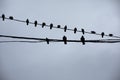 Pigeons on wires. Silhouettes of birds against sky. Pigeons sit on wire in group