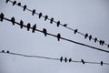 Pigeons on wires. Silhouettes of birds against sky. Pigeons sit on wire in group Royalty Free Stock Photo