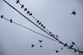 Pigeons on wires. Silhouettes of birds against sky. Pigeons sit on wire in group