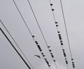 Pigeons on the wires watched by a hawk