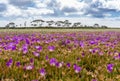 Pigface bloom at a coastal salt marsh Royalty Free Stock Photo