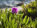 Pigface flower in bloom Royalty Free Stock Photo