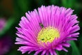 Pigface Flower with Insect