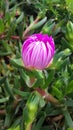 Pigface Flower Royalty Free Stock Photo