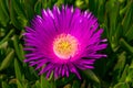 Pigface flower pink purple color closeup view, sunny day Royalty Free Stock Photo